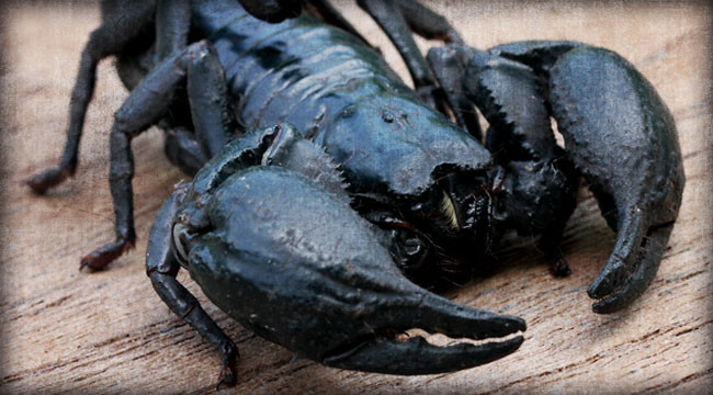 Scorpion Venom Sheds Light On How to Kill Cancer