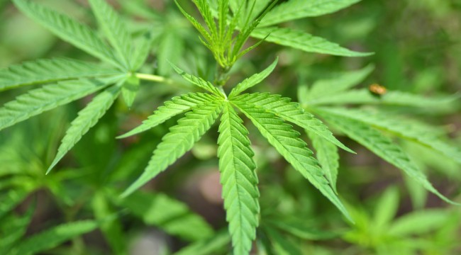 An Investor's Take on the Marijuana Market