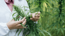 Bureaucratic Incompetents And The Marijuana Boom: Who Will Win?