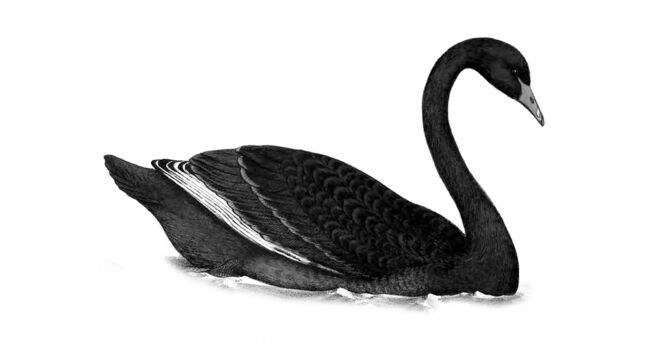 Markets and Black Swans